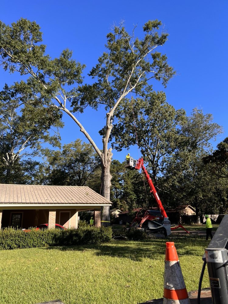 Big John's Tree Service - tree service in Brandon, MS