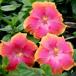 Hidden Valley Hibiscus - Exotic Hibiscus 'Confection Perfection' from Hidden Valley Hibiscus