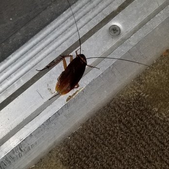 Humphreys Half Moon Inn - HUGE COCKROACH FOUND UNDER DOORWAY - San Diego, CA