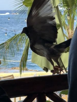 Jeanie's Restaurant & Beach Club by null