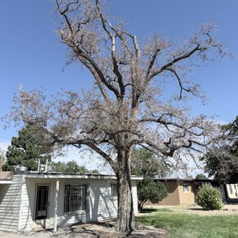 Robert's Tree Service - My dead tree! How sad! - Firewood Near Me - Albuquerque, New Mexico Robert's Tree Service - My dead tree! How sad! - Firewood Near Me - Albuquerque, New Mexico