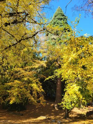 Laurelhurst Park by null