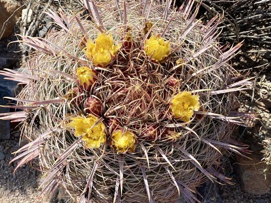 Gateway Trailhead - McDowell Sonoran Preserve by null