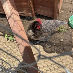 Smart Start Learning Center - This is dimples! The best chicken who loves all the kids!