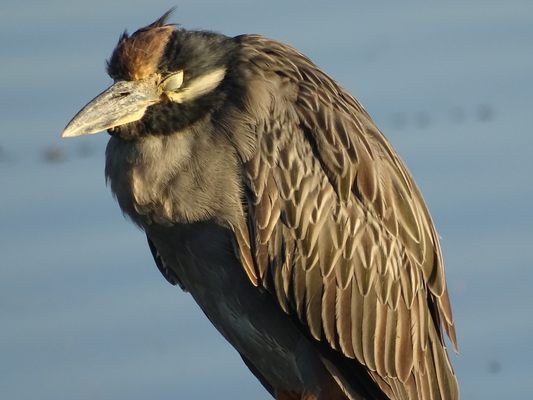 J.N. "Ding" Darling National Wildlife Refuge Visitor and Education Center by null