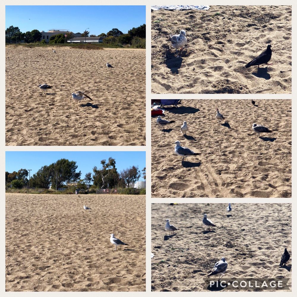 Alameda Beach - 07/11/2018: plenty of seagulls - Beaches Near Me - Alameda, California