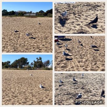 Alameda Beach - 07/11/2018: plenty of seagulls - Beaches Near Me - Alameda, California Alameda Beach - 07/11/2018: plenty of seagulls - Beaches Near Me - Alameda, California