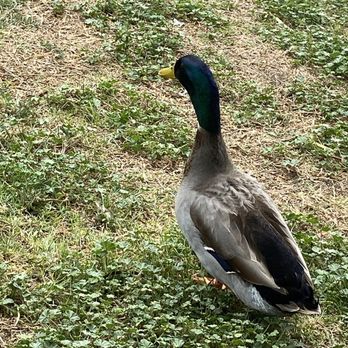 Riverwalk Parkway - My other friend who came over to say hiiii - Parks Near Me - Riverside, California Riverwalk Parkway - My other friend who came over to say hiiii - Parks Near Me - Riverside, California