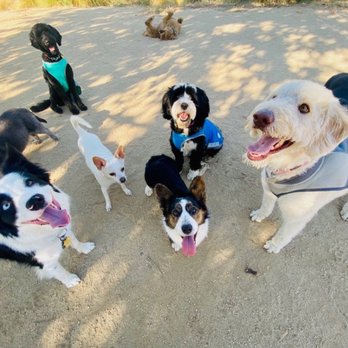 Elizabeth's Pet Sitting - An update from Elizabeth - Pet Sitting Near Me - Davis, California