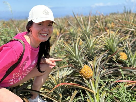 Maui Pineapple Tour by null