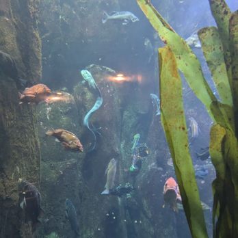 Oregon Coast Aquarium - Aquariums Near Me - Newport, Oregon Oregon Coast Aquarium - Aquariums Near Me - Newport, Oregon