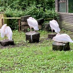 Birdworld Attractions - Pelicans