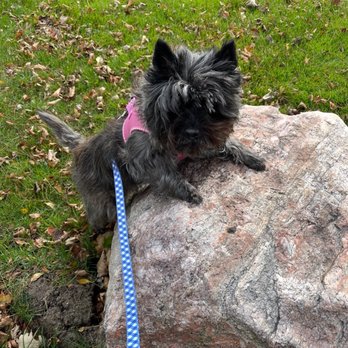 Milwaukee Paws Pet Care - Walking - Pet Sitting Near Me Milwaukee Paws Pet Care - Walking - Pet Sitting Near Me