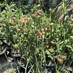 RV Nursery