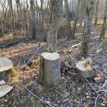 Anthony Landscaping & Tree Service - Stumps not cut to ground level, and not ground up as promised, debris not cleaned up - Tree Services Near Me Anthony Landscaping & Tree Service - Stumps not cut to ground level, and not ground up as promised, debris not cleaned up - Tree Services Near Me