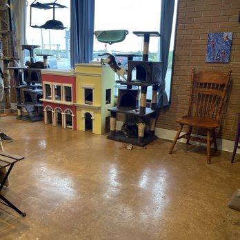 The Witty Whisker Cat Cafe - Cat play area - Themed Cafes Near Me - St. Augustine, Florida