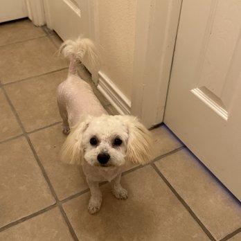 Planet Pet Spa - Dog after groomed - Pet Groomers Near Me - San Antonio, Texas Planet Pet Spa - Dog after groomed - Pet Groomers Near Me - San Antonio, Texas