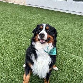Paris' Pampered Pets - Groomed dog - Pet Groomers Near Me - Vista, California Paris' Pampered Pets - Groomed dog - Pet Groomers Near Me - Vista, California