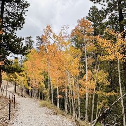 Bristlecone Trail
