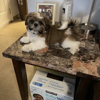 Noble Kennels - Before photo of Gizmo - Pet Groomers Near Me - Oakdale, California