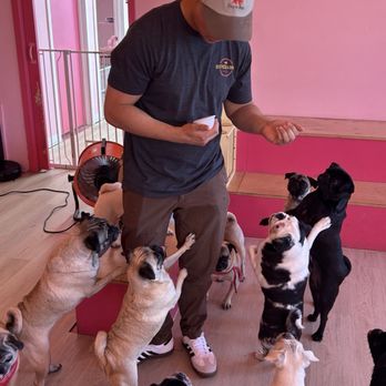 Cuppa Pug - A dozen cute pugs looking for a treat - Themed Cafes Near Me - Escondido, California