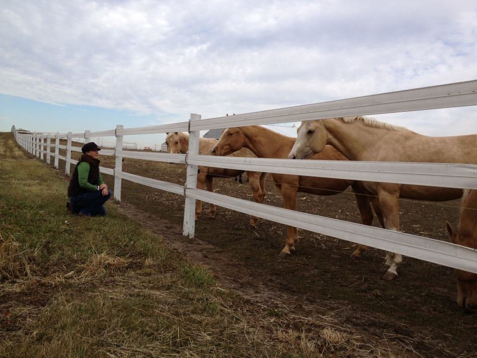 Strohfus Stock Farm - equestrian in Hastings, MN