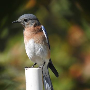 Bluebird Park - Eastern Bluebird - Parks Near Me - Dade City, Florida
