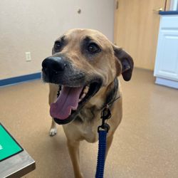 Pine Valley Veterinary Clinic - A dog happy to be at the vet?! You bet.