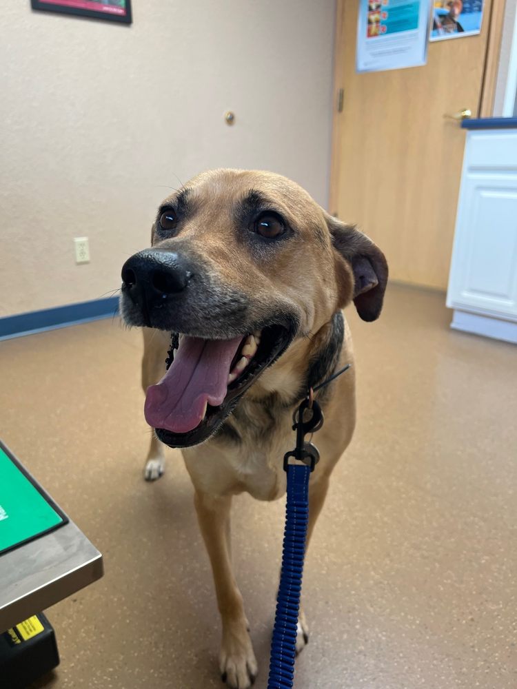 Indian Creek Veterinary Hospital Fort Wayne Indiana PINE VALLEY VETERINARY CLINIC - Updated June 2025 - 19 Photos & 15