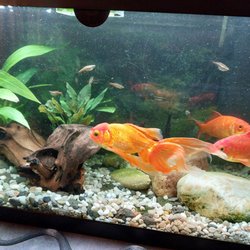 Zoohaus Dietzenbach - Das ist mein neues Apuarium.