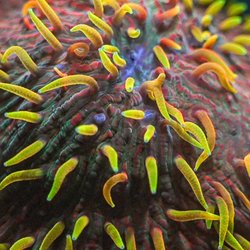 Little Reef Aquaculture & Imports