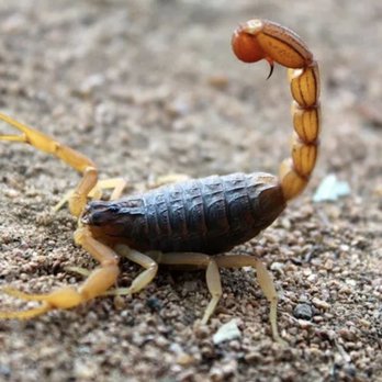 Greenpro Pest Services - Call now (520) 409-1658 - Pest Control Near Me Greenpro Pest Services - Call now (520) 409-1658 - Pest Control Near Me