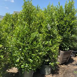 Affordable Tree Care Service