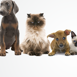 Animal Health Clinic