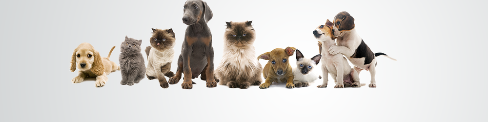 Animal Health Clinic - pet boarding facility in Bessemer, AL