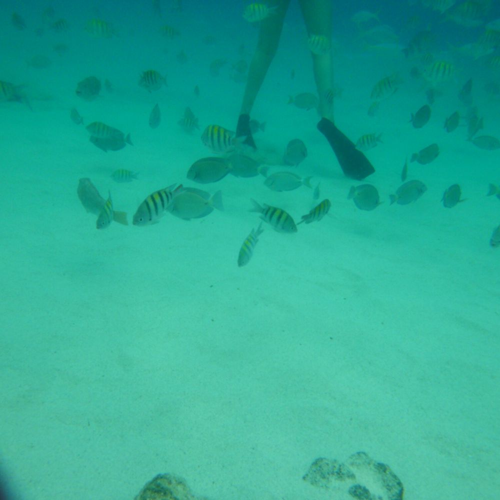 Coki Beach - Friendly fish that are comfortable around people a plus for snorkeling. - Beaches Near Me - St Thomas, Virgin Islands Coki Beach - Friendly fish that are comfortable around people a plus for snorkeling. - Beaches Near Me - St Thomas, Virgin Islands