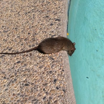 Parish Termite & Pest Management - One last drink! - Pest Control Near Me - Citrus Heights, California Parish Termite & Pest Management - One last drink! - Pest Control Near Me - Citrus Heights, California