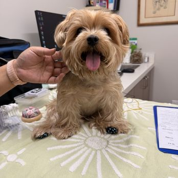 Asato Wendy DVM - My happy boy getting his Acupunture - Veterinarians Near Me - Kailua, Hawaii Asato Wendy DVM - My happy boy getting his Acupunture - Veterinarians Near Me - Kailua, Hawaii