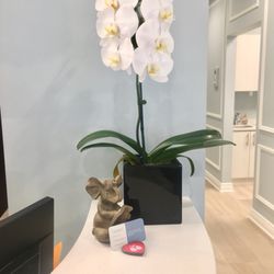 JC Dental & Implant Studio
