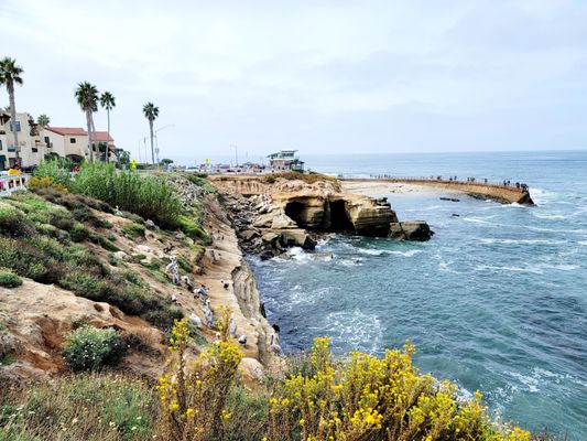 Lifeguard La Jolla Cove by null