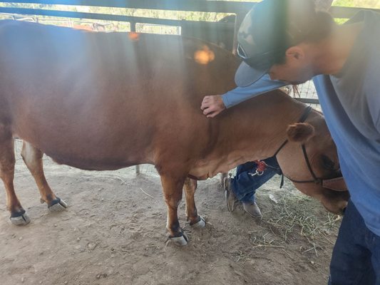 Blossom Peak Ranch by null