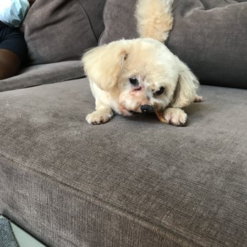 Plano Dog Grooming - Blueberry facial makes their fur feel so soft - Pet Groomers Near Me - Plano, Texas Plano Dog Grooming - Blueberry facial makes their fur feel so soft - Pet Groomers Near Me - Plano, Texas