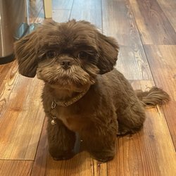 Ultimutt Grooming Salon - Chewy after his first grooming