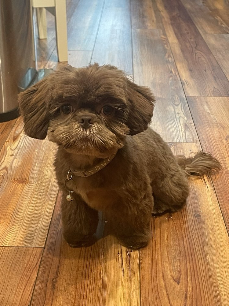 Ultimutt Grooming Salon