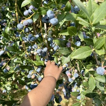 Mountainview Blueberry Farm - My one year old picking blueberries - Pick Your Own Farms Near Me - Snohomish, Washington Mountainview Blueberry Farm - My one year old picking blueberries - Pick Your Own Farms Near Me - Snohomish, Washington