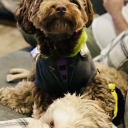 Parker Pet Care