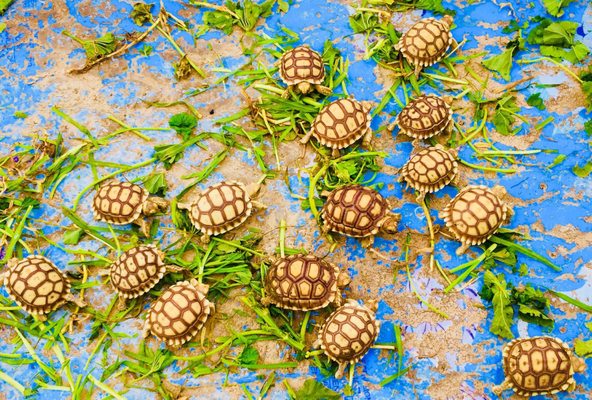 Carol's Pet Center by null