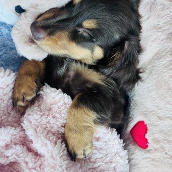 Stephanie's Pet Cottage - Ollie - Pet Sitting Near Me - Ponchatoula, Louisiana