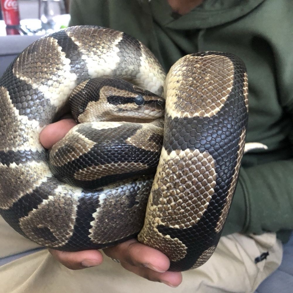 Snake Encounters - Party & Event Planning Near Me Snake Encounters - Party & Event Planning Near Me