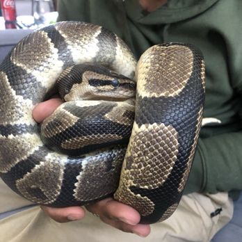 Snake Encounters - Party & Event Planning Near Me Snake Encounters - Party & Event Planning Near Me